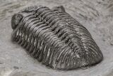 Austerops Trilobite From Jorf - Top Quality Specimen #221219-3